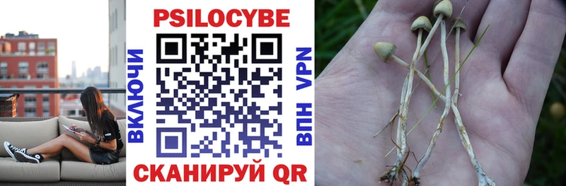 Галлюциногенные грибы Psilocybe  Чердынь 